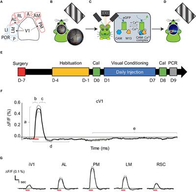 Mesoscopic Mapping of Stimulus-Selective Response Plasticity in the Visual Pathways Modulated by the Cholinergic System